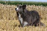 BORDER COLLIE 1076